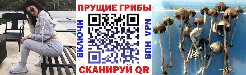 мега вход  Лодейное Поле  Галлюциногенные грибы мухоморы 