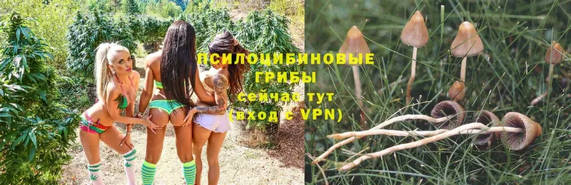 Псилоцибиновые грибы GOLDEN TEACHER  купить наркотики сайты  Лодейное Поле 